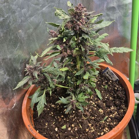GMO COOKIES auto/zamnesia  growlog timeline photo