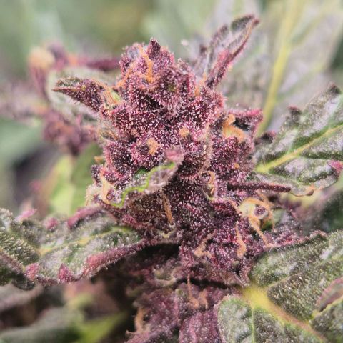 GMO COOKIES auto/zamnesia  growlog timeline photo