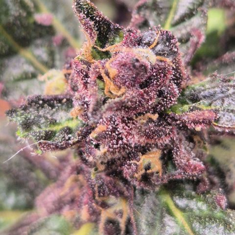 GMO COOKIES auto/zamnesia  growlog timeline photo