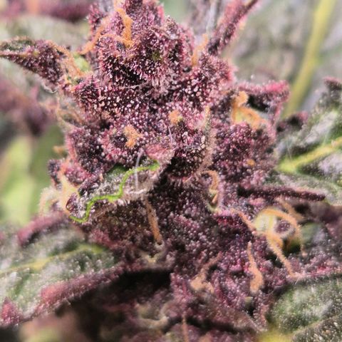GMO COOKIES auto/zamnesia  growlog timeline photo