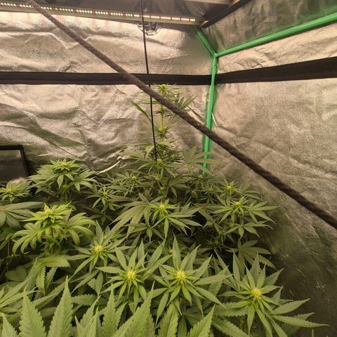Silvi haze- silver haze (seed supplier) growlog timeline photo