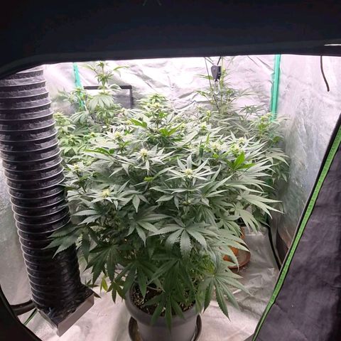 Silvi haze- silver haze (seed supplier) growlog timeline photo
