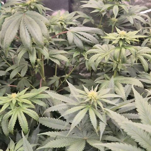 Tangerine dream ❤️ growlog timeline photo