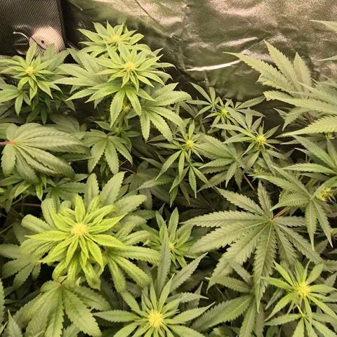 Tangerine dream ❤️ growlog photo: Links Tangerine dream,  rechts silver haze