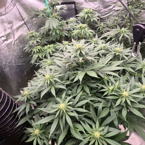 Tangerine dream ❤️ growlog photo: Hinten links- Tangerine dream 
Meine 3🙂🫠🫶
Hinten rechts- silver haze
Vorne mitte - bruce banner 