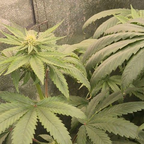 Tangerine dream ❤️ growlog timeline photo