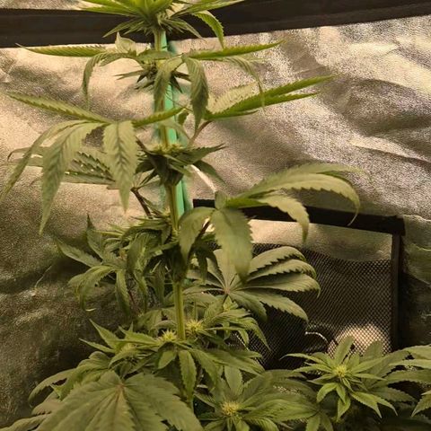 Tangerine dream ❤️ growlog timeline photo