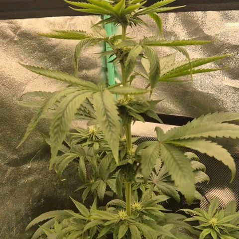 Tangerine dream ❤️ growlog timeline photo