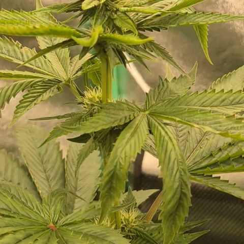 Tangerine dream ❤️ growlog timeline photo