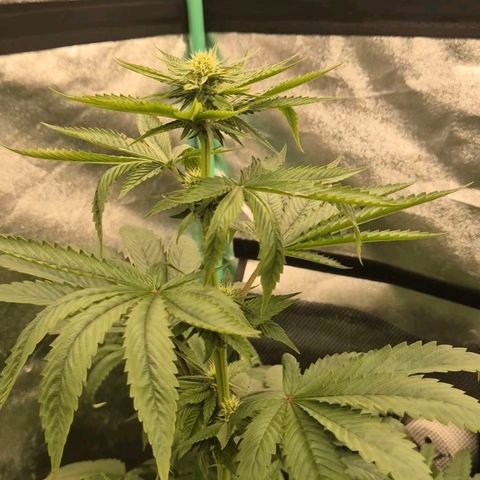 Tangerine dream ❤️ growlog timeline photo