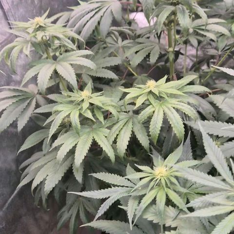 Silvi haze- silver haze (seed supplier) growlog timeline photo