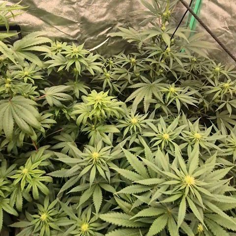 Bruci 🥰 - Bruce banner FEM - GNOMES SEEDS growlog timeline photo