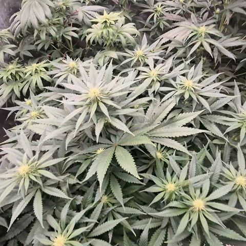 Bruci 🥰 - Bruce banner FEM - GNOMES SEEDS growlog timeline photo