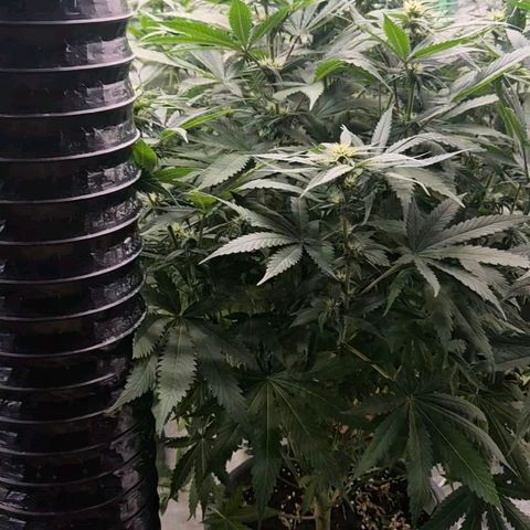 Bruci 🥰 - Bruce banner FEM - GNOMES SEEDS growlog timeline photo