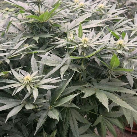Bruci 🥰 - Bruce banner FEM - GNOMES SEEDS growlog timeline photo