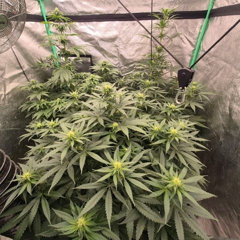 Silvi haze- silver haze (seed supplier) growlog timeline photo