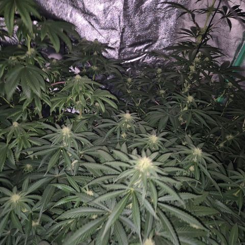 Bruci 🥰 - Bruce banner FEM - GNOMES SEEDS growlog photo: ❤️🫠😍 