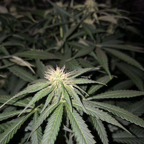 Bruci 🥰 - Bruce banner FEM - GNOMES SEEDS growlog photo: ❤️🫠😍 