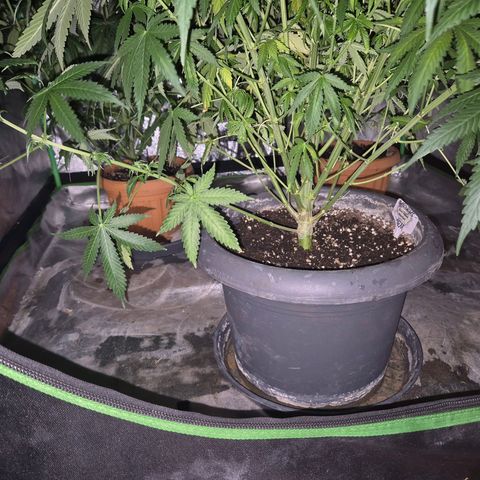 Bruci 🥰 - Bruce banner FEM - GNOMES SEEDS growlog photo: ❤️🫠😍 