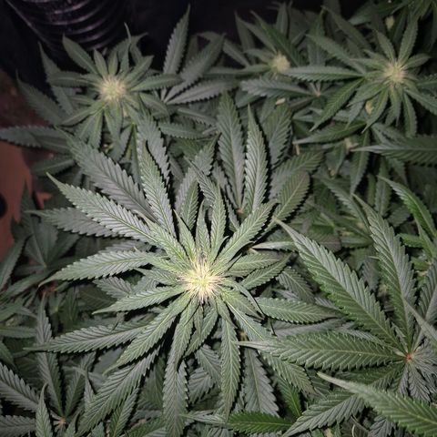 Bruci 🥰 - Bruce banner FEM - GNOMES SEEDS growlog photo: ❤️🫠😍 
