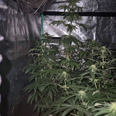 Tangerine dream ❤️ growlog photo: ❤️