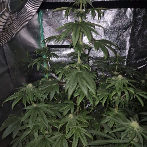 Tangerine dream ❤️ growlog photo: ❤️