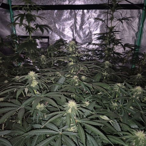 Tangerine dream ❤️ growlog photo: ❤️