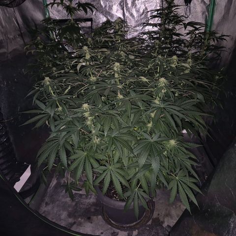 Silvi haze- silver haze (seed supplier) growlog photo: 🫠❤️👏🙌