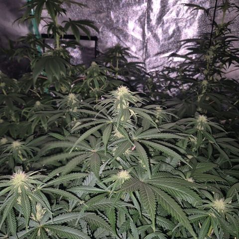 Silvi haze- silver haze (seed supplier) growlog photo: 🫠❤️👏🙌