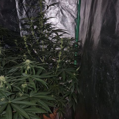 Silvi haze- silver haze (seed supplier) growlog photo: 🫠❤️👏🙌
