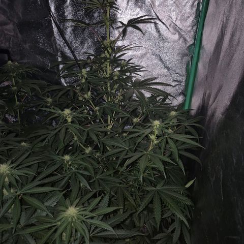 Silvi haze- silver haze (seed supplier) growlog photo: 🫠❤️👏🙌 bt. 24 - nicht 28!