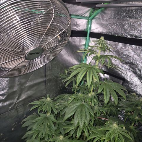 Tangerine dream ❤️ growlog photo: ❤️