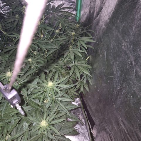 Silvi haze- silver haze (seed supplier) growlog photo: 🫠❤️👏🙌