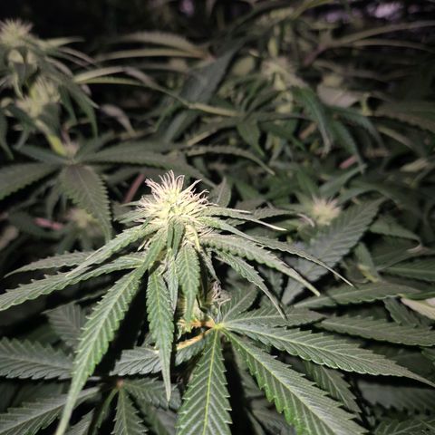 Bruci 🥰 - Bruce banner FEM - GNOMES SEEDS growlog photo: ❤️🫠😍 