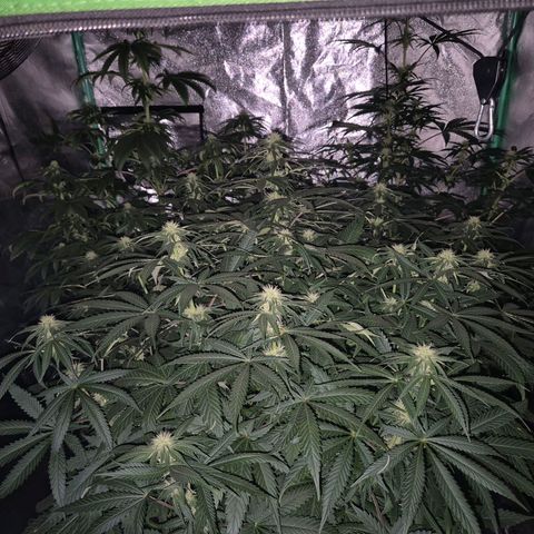 Bruci 🥰 - Bruce banner FEM - GNOMES SEEDS growlog photo: ❤️🫠😍 
