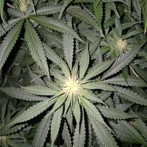 Bruci 🥰 - Bruce banner FEM - GNOMES SEEDS growlog photo: ❤️🫠😍 