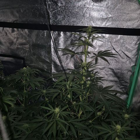 Silvi haze- silver haze (seed supplier) growlog photo: 🫠❤️👏🙌