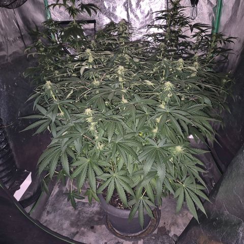 Bruci 🥰 - Bruce banner FEM - GNOMES SEEDS growlog photo: ❤️🫠😍 