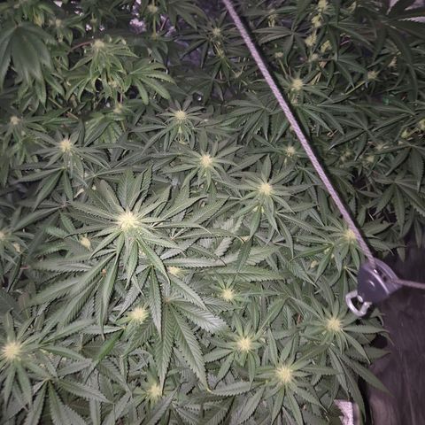 Bruci 🥰 - Bruce banner FEM - GNOMES SEEDS growlog photo: ❤️🫠😍 
