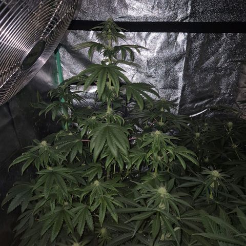 Tangerine dream ❤️ growlog photo: ❤️