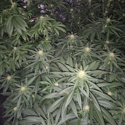 Bruci 🥰 - Bruce banner FEM - GNOMES SEEDS growlog timeline photo