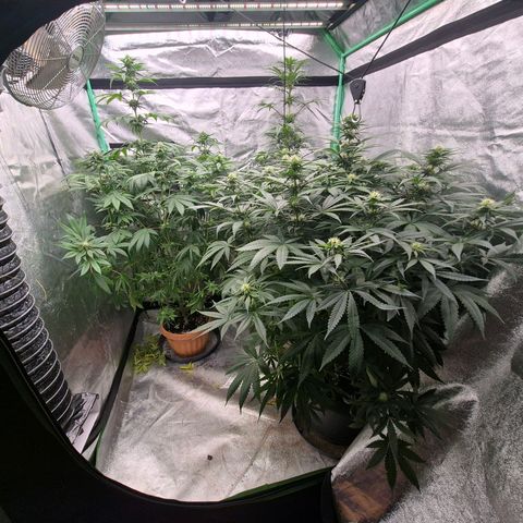 Bruci 🥰 - Bruce banner FEM - GNOMES SEEDS growlog timeline photo