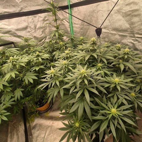 Bruci 🥰 - Bruce banner FEM - GNOMES SEEDS growlog timeline photo