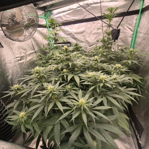 Bruci 🥰 - Bruce banner FEM - GNOMES SEEDS growlog timeline photo