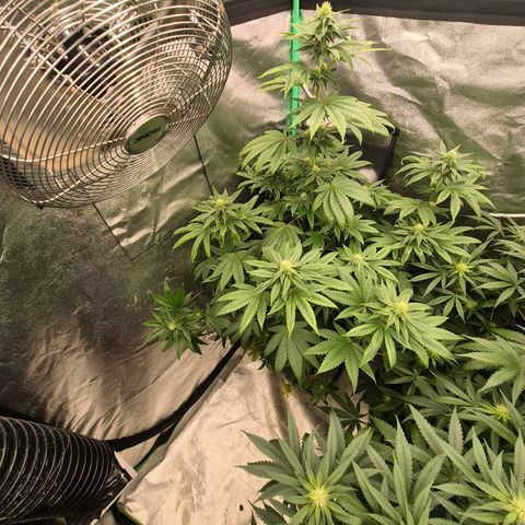 Tangerine dream ❤️ growlog timeline photo