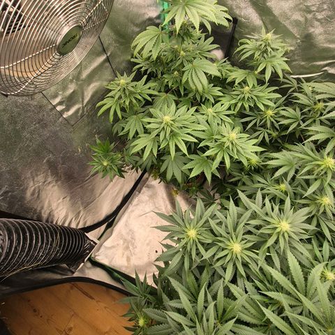 Tangerine dream ❤️ growlog timeline photo