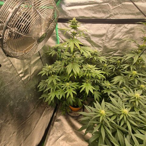 Tangerine dream ❤️ growlog timeline photo