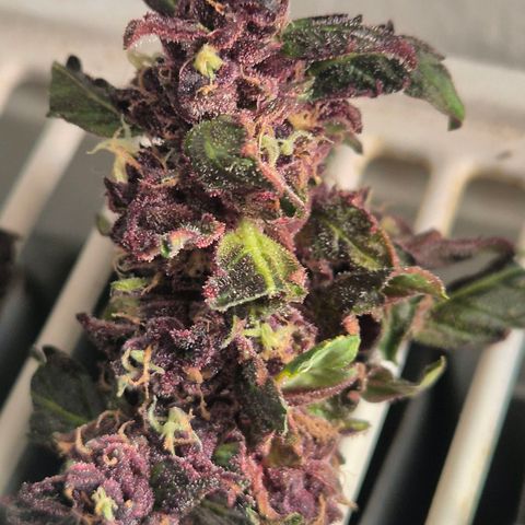 GMO COOKIES auto/zamnesia  growlog timeline photo