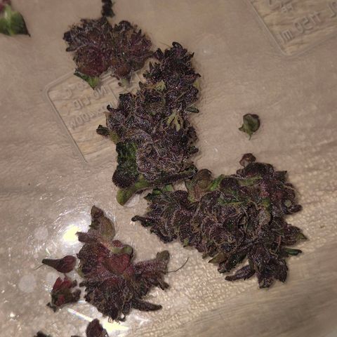 GMO COOKIES auto/zamnesia  growlog timeline photo