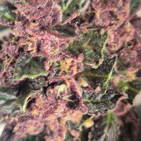 GMO COOKIES auto/zamnesia  growlog timeline photo